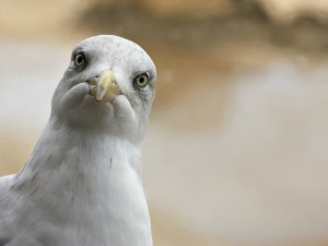 seagull_2