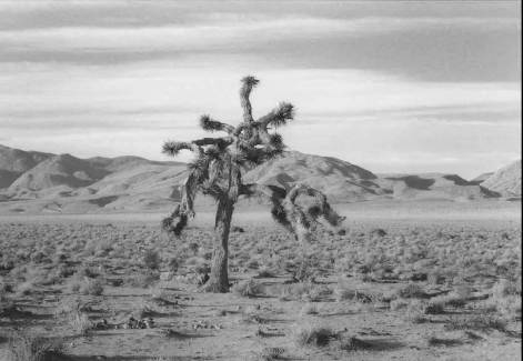 gallery_288774_309_75845