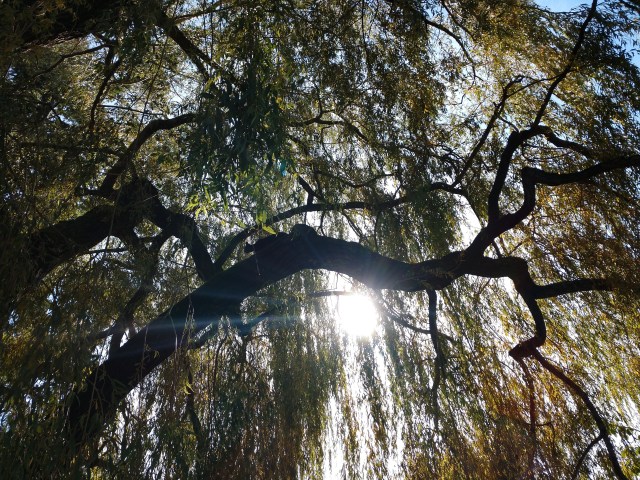 IMG_20191022_120236485